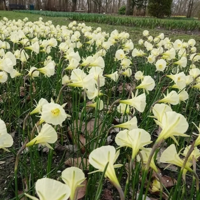 10 Narcisses Artic Bells