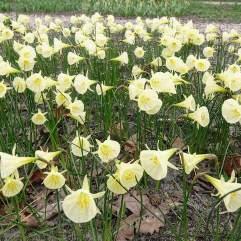 10 Narcisses Artic Bells