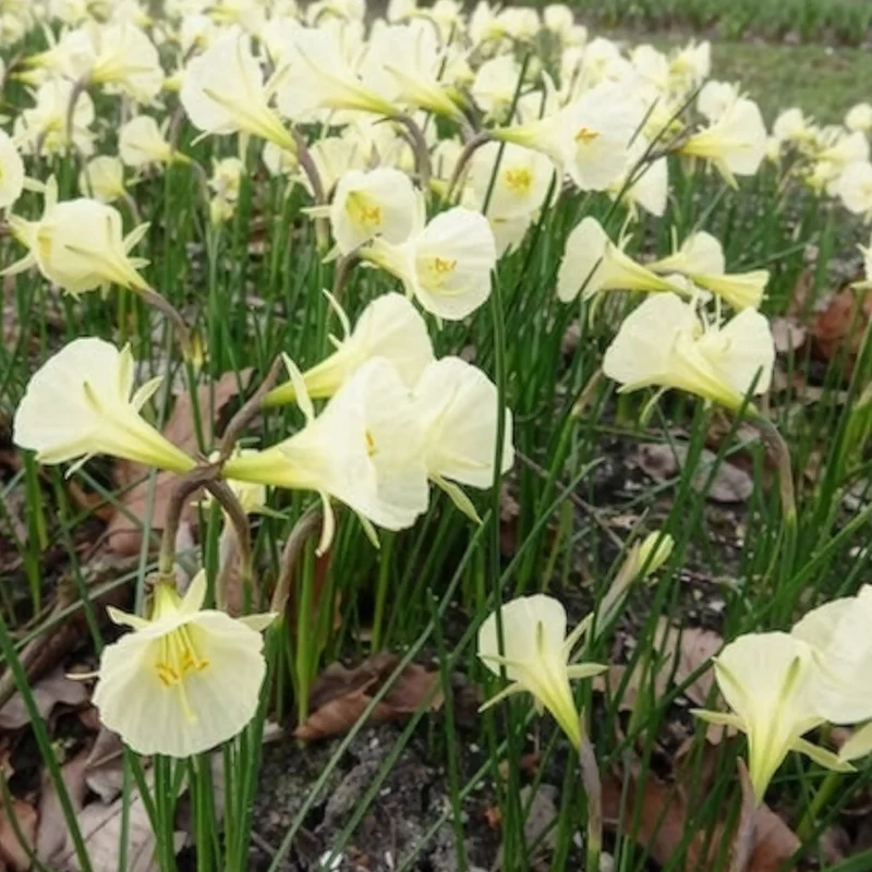 10 Narcisses Artic Bells
