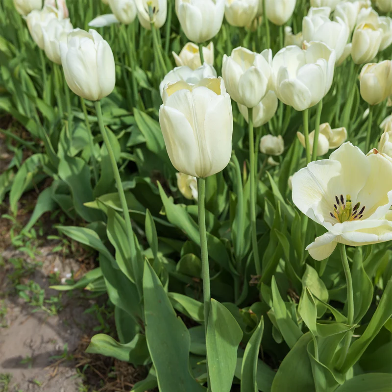 5 Tulipes longues tiges blanches