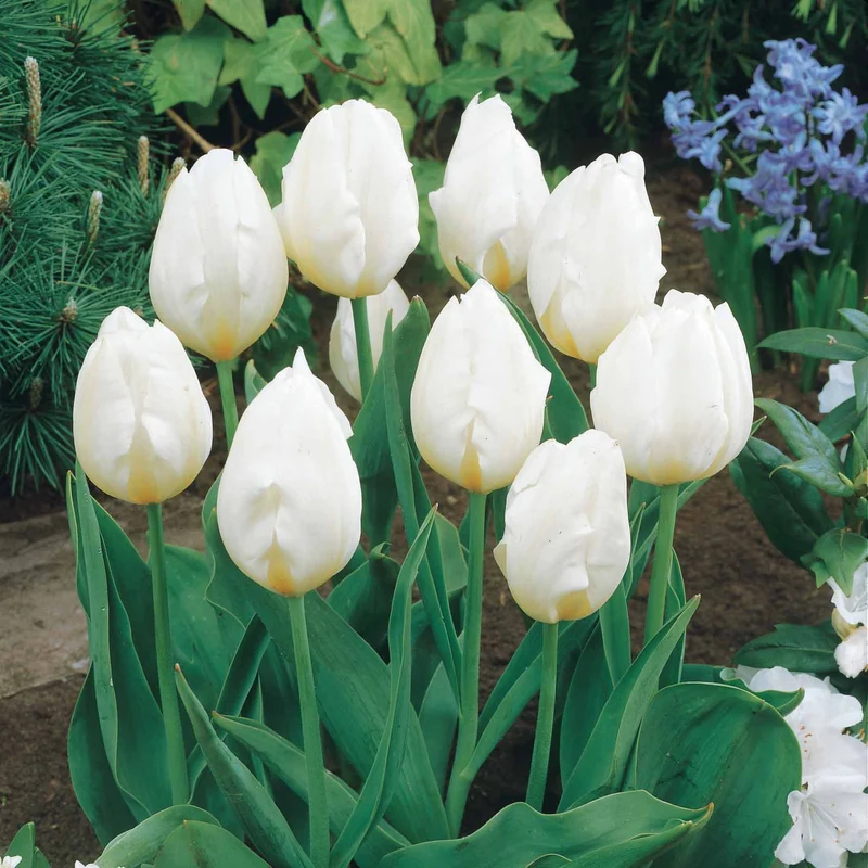 5 Tulipes longues tiges blanches
