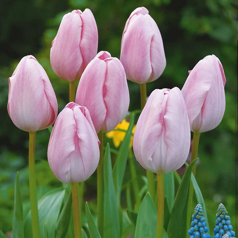 5 Tulipes longues tiges roses