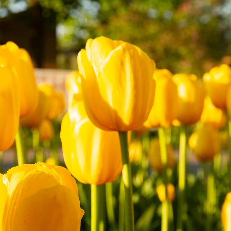 5 Tulipes longues tiges jaunes