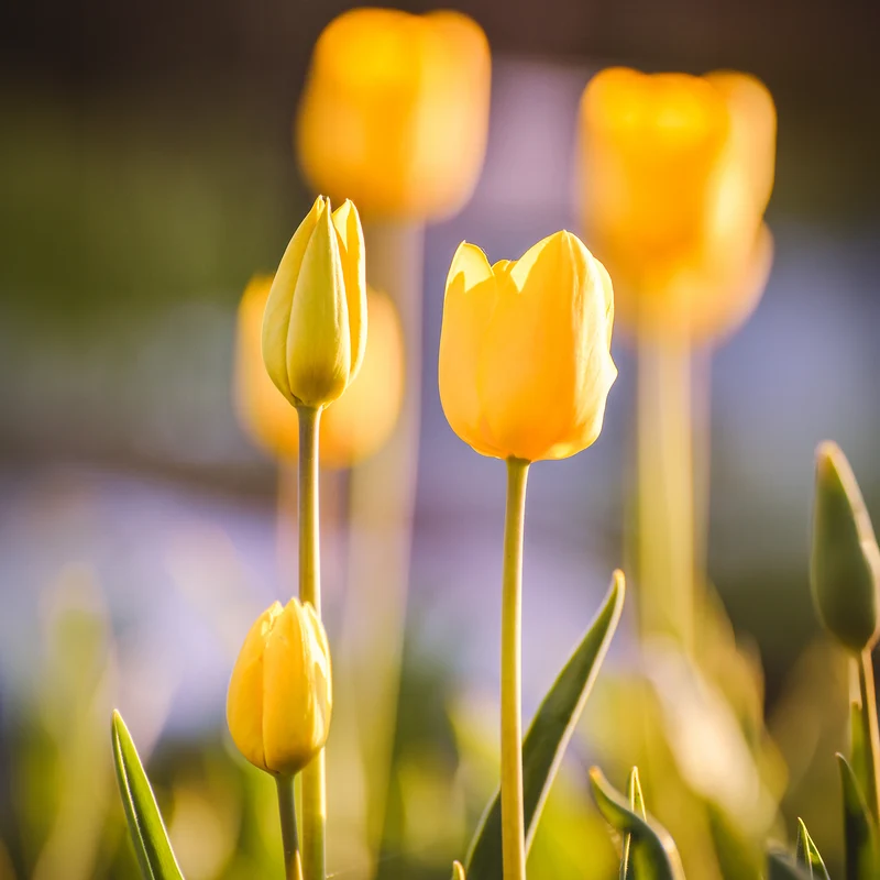 5 Tulipes longues tiges jaunes