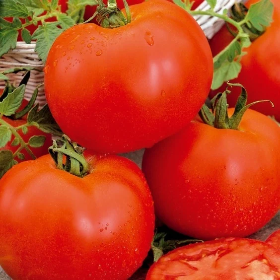 Tomate Bonset F1