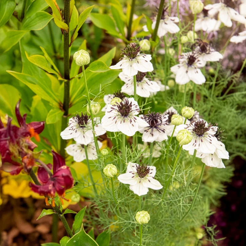 Nigelle d'Espagne African Bride