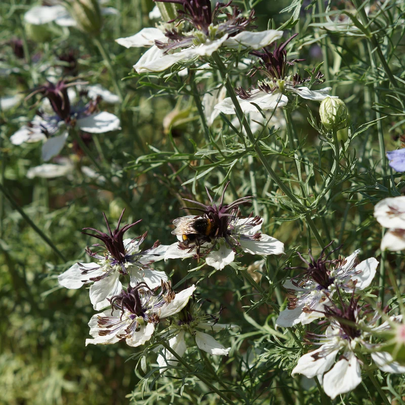 Nigelle d'Espagne African Bride