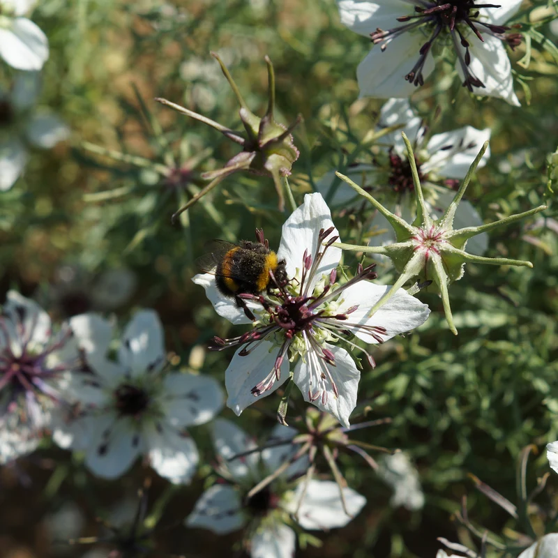 Nigelle d'Espagne African Bride