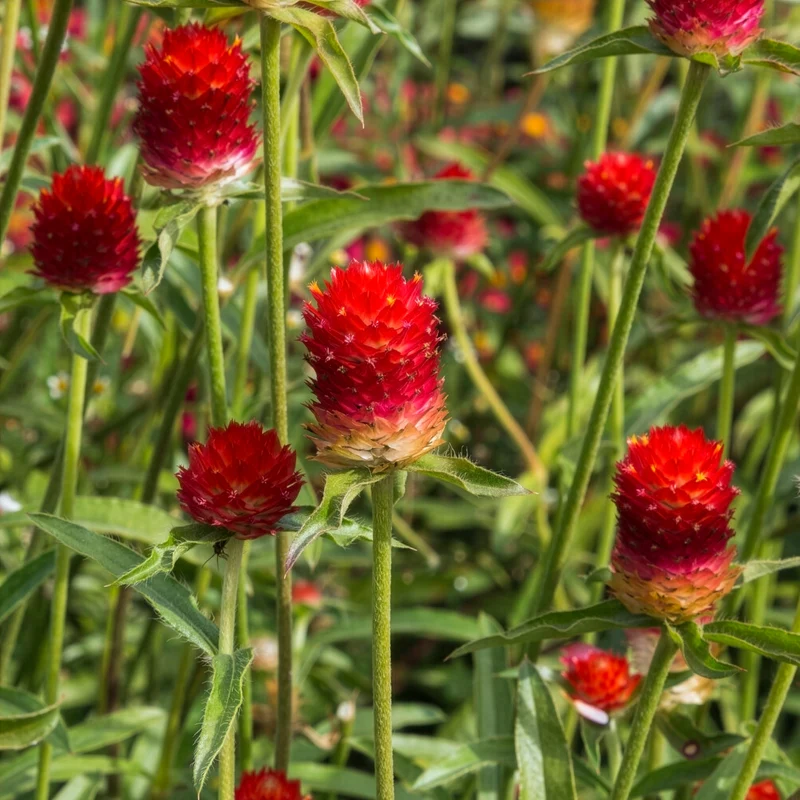 Amarantine écarlate Strawberry fields