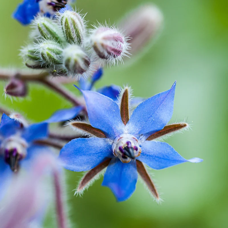 Bourrache Bleu et Blanche