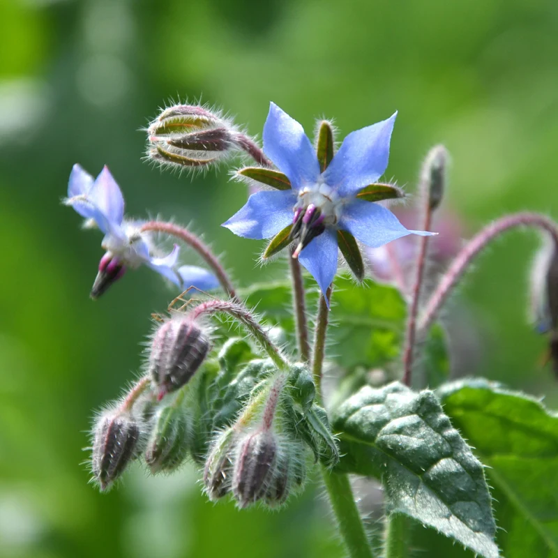 Bourrache Bleu Bio