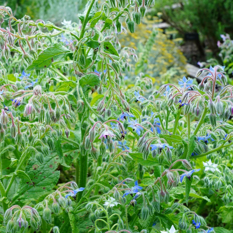 Bourrache Bleu Bio