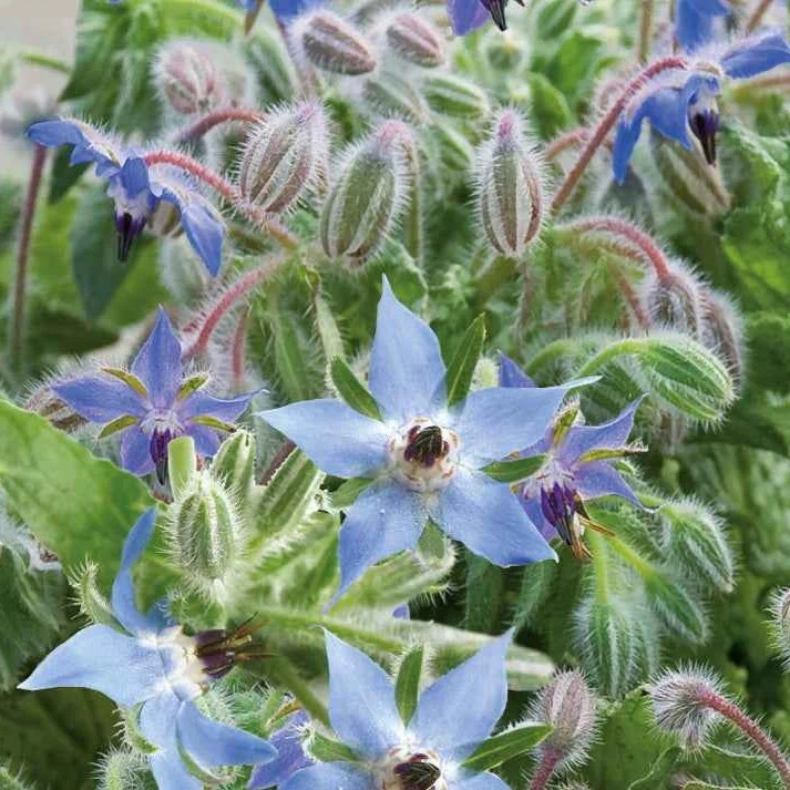 Bourrache Bleu Bio