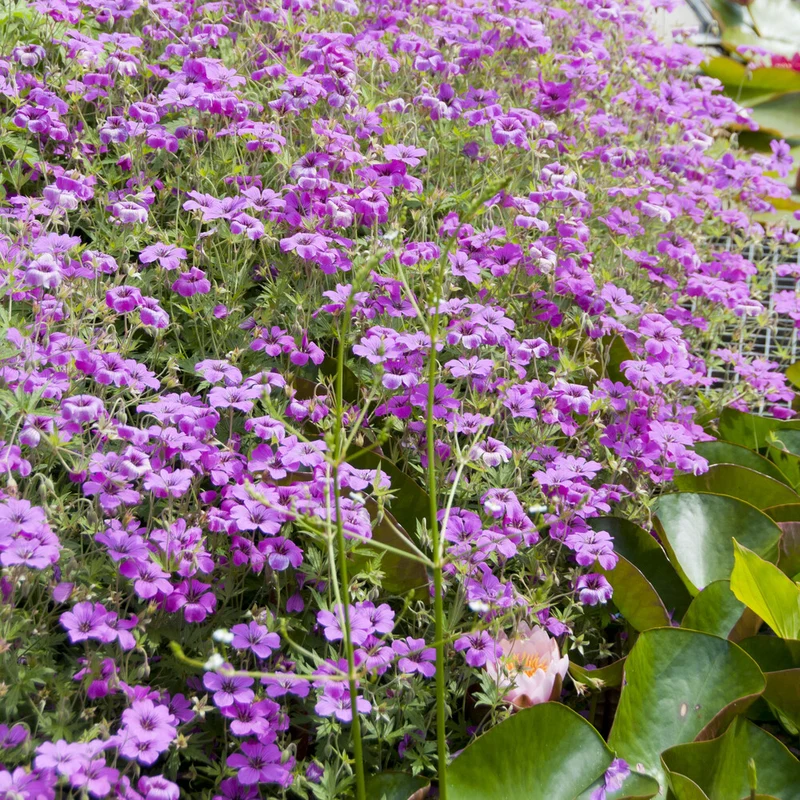 Géranium vivace Czakor