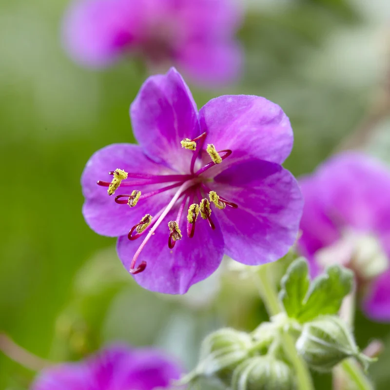 Géranium vivace Czakor