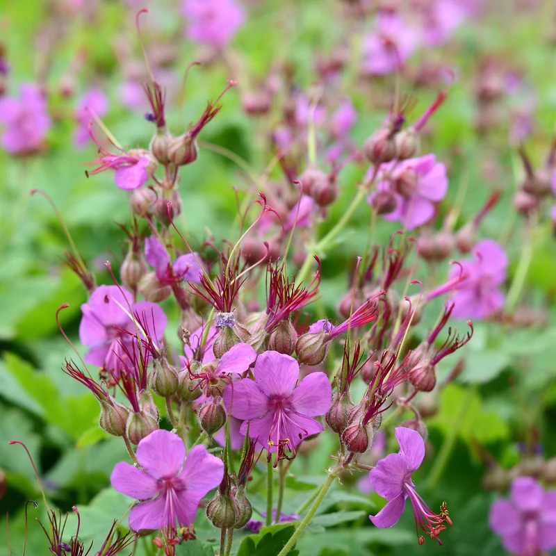 Géranium vivace Czakor