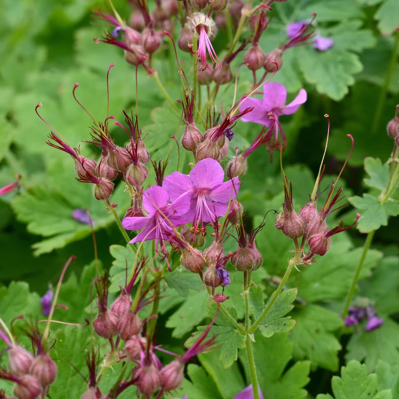 Géranium vivace Czakor