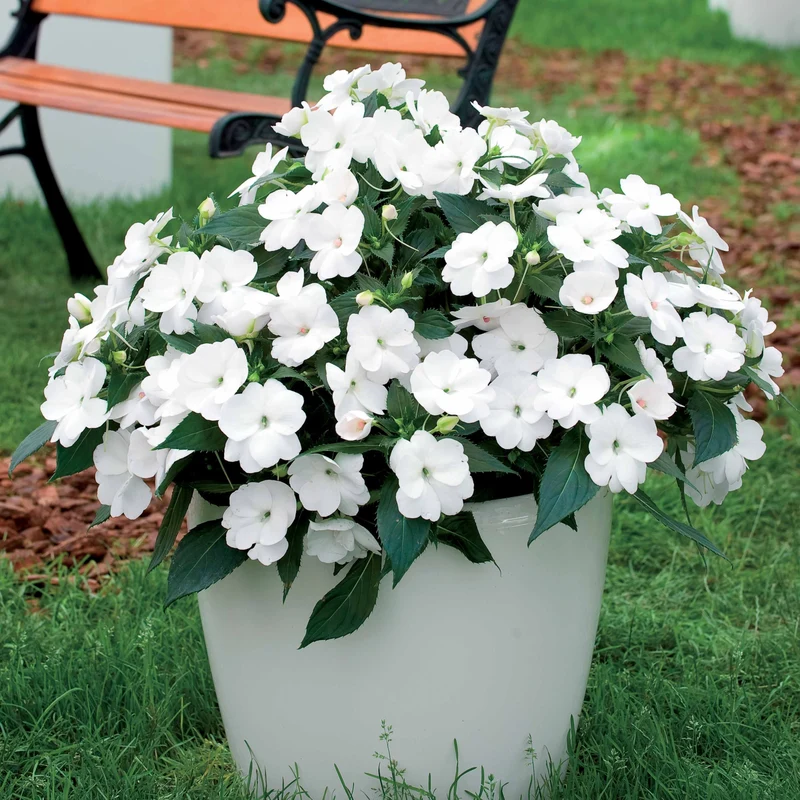 3 Sunpatiens blanc