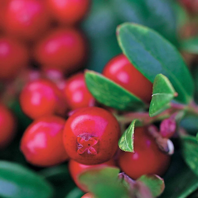 Airelle rouge Miss Cherry ®