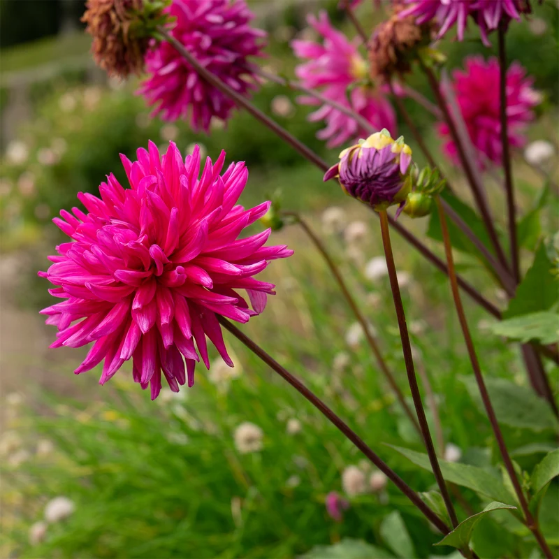 3 Dahlias cactus Purple Gem