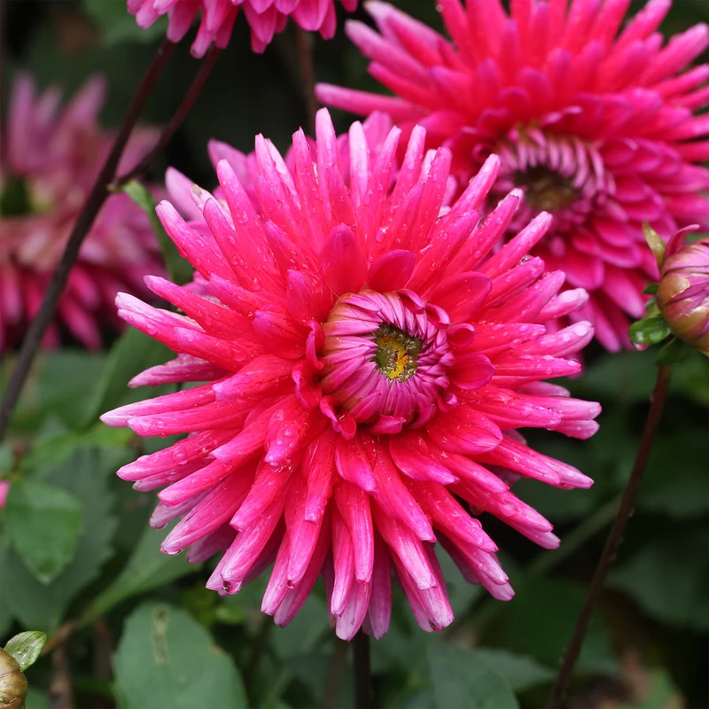 3 Dahlias cactus Purple Gem