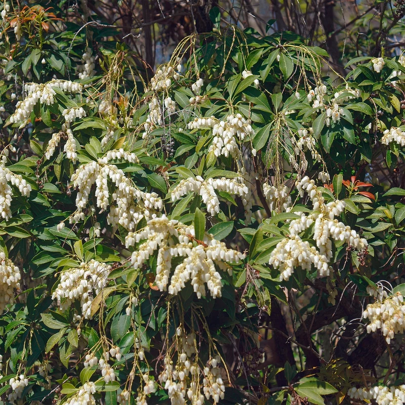 Pieris Cascade blanche