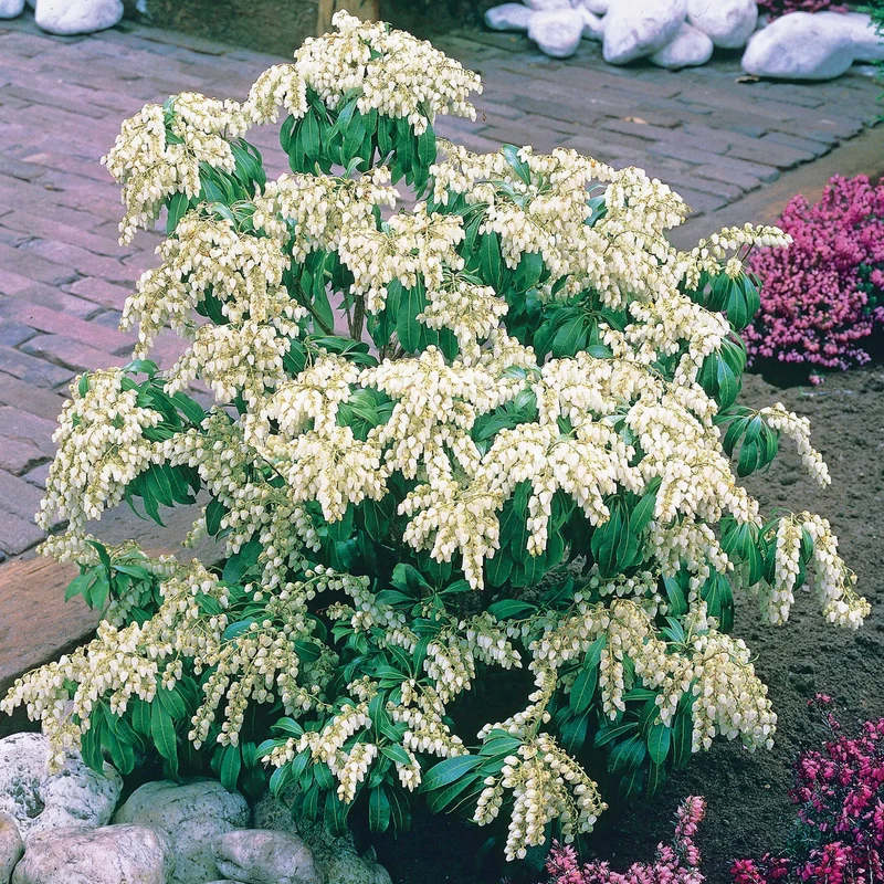 Pieris Cascade blanche