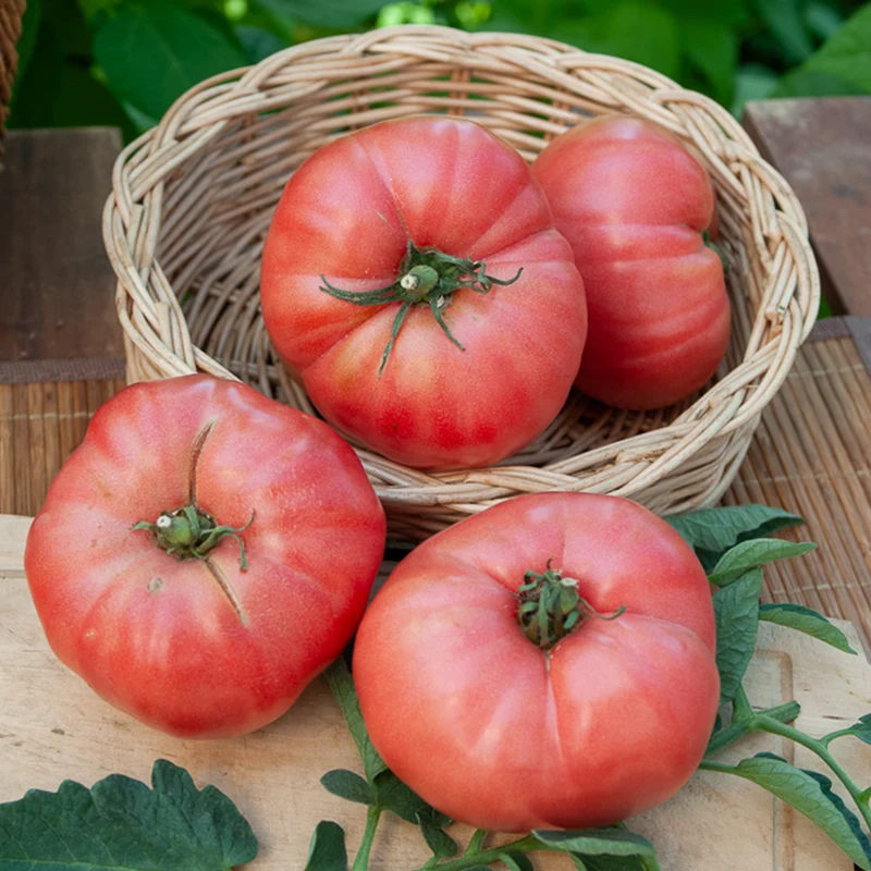 Tomate Rose de Berne