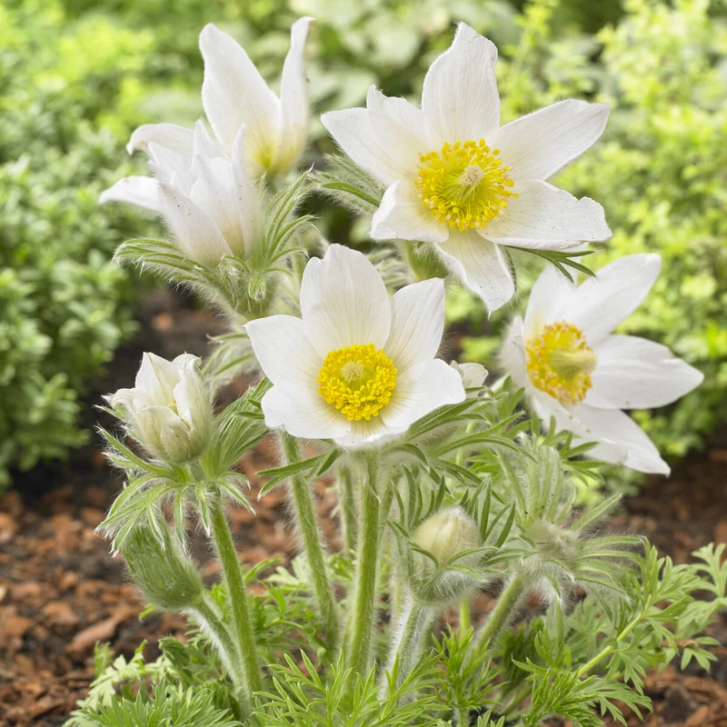 Anémone pulsatilles blanche