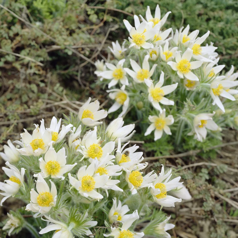 Anémone pulsatilles blanche