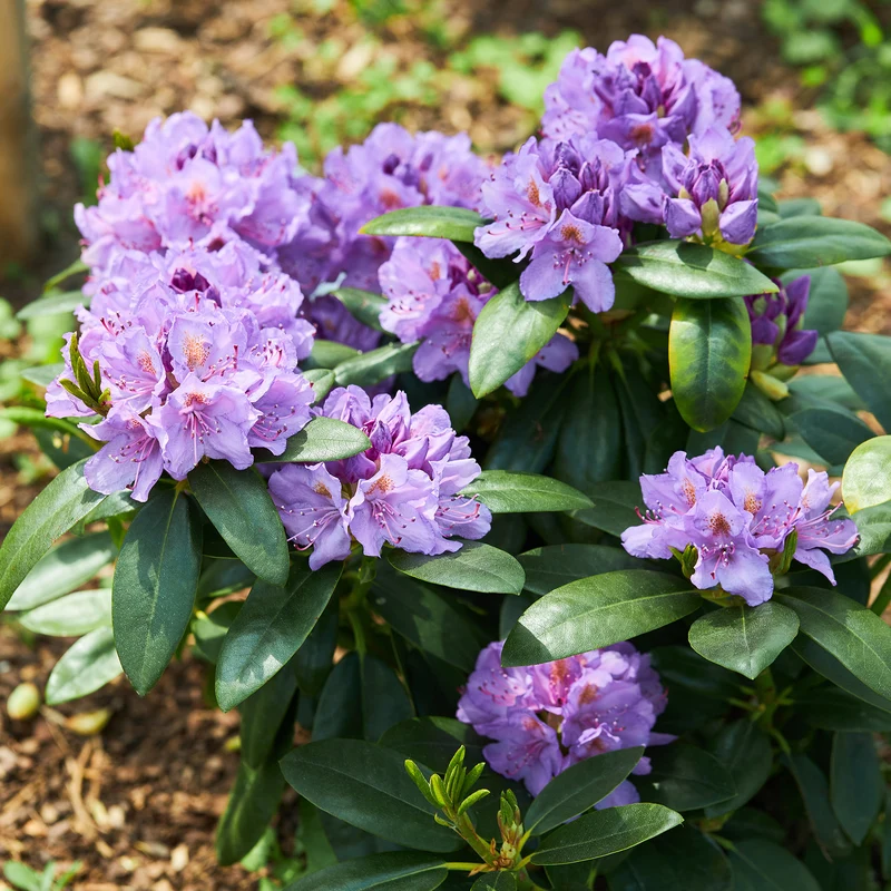Rhododendron catawbiense grandiflorum