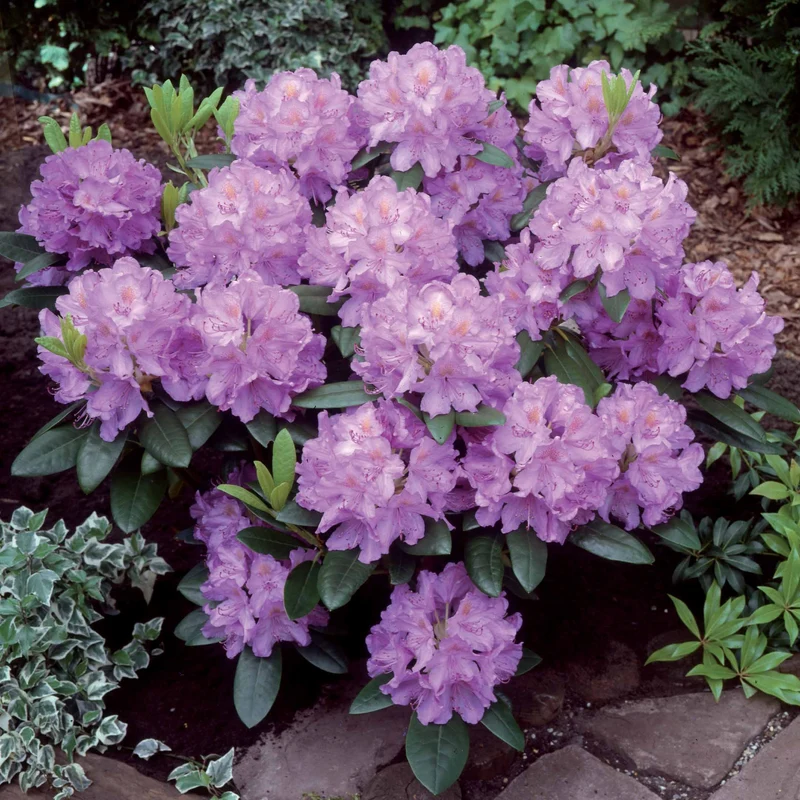 Rhododendron catawbiense grandiflorum