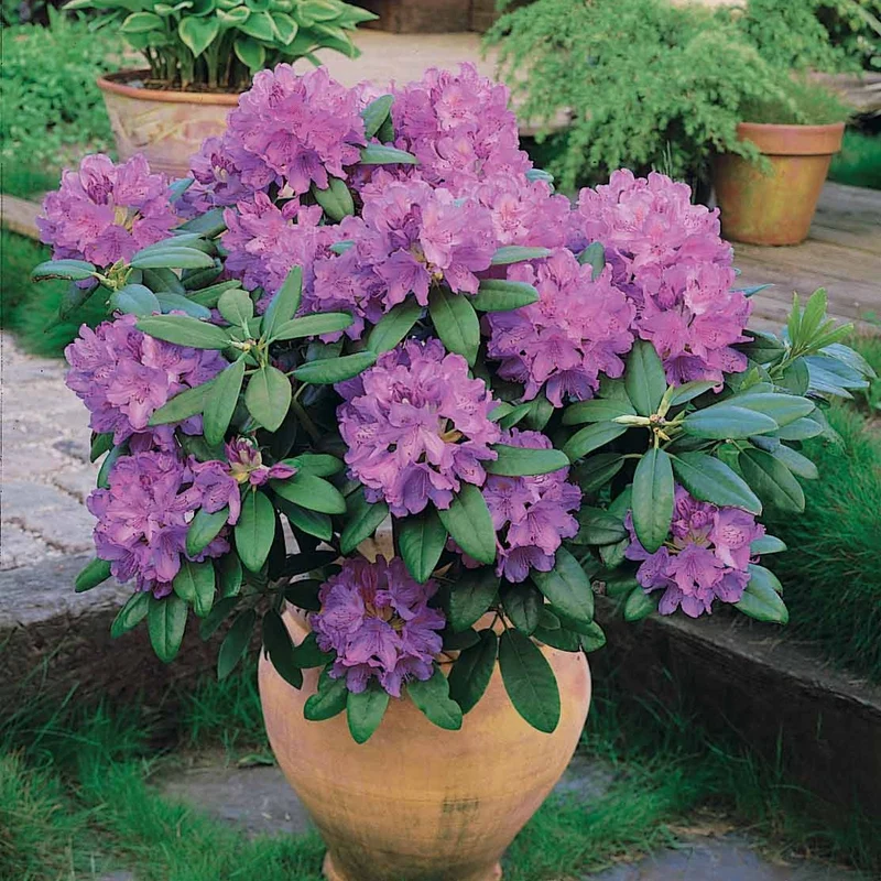 Rhododendron catawbiense grandiflorum
