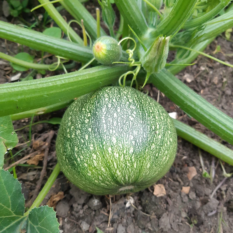Courgette De Nice à fruits ronds