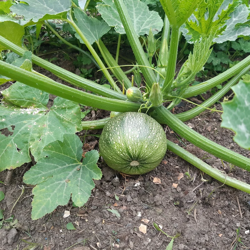 Courgette De Nice à fruits ronds