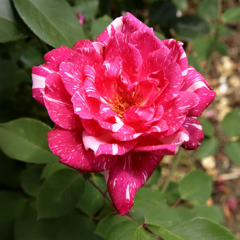 Rosier buisson Candy stripe