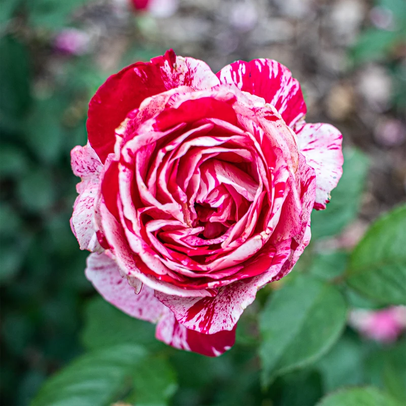 Rosier buisson Candy stripe