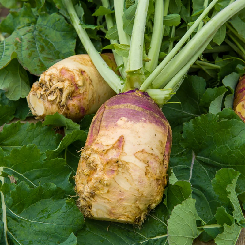 Chou rutabaga Champion jaune à collet rouge