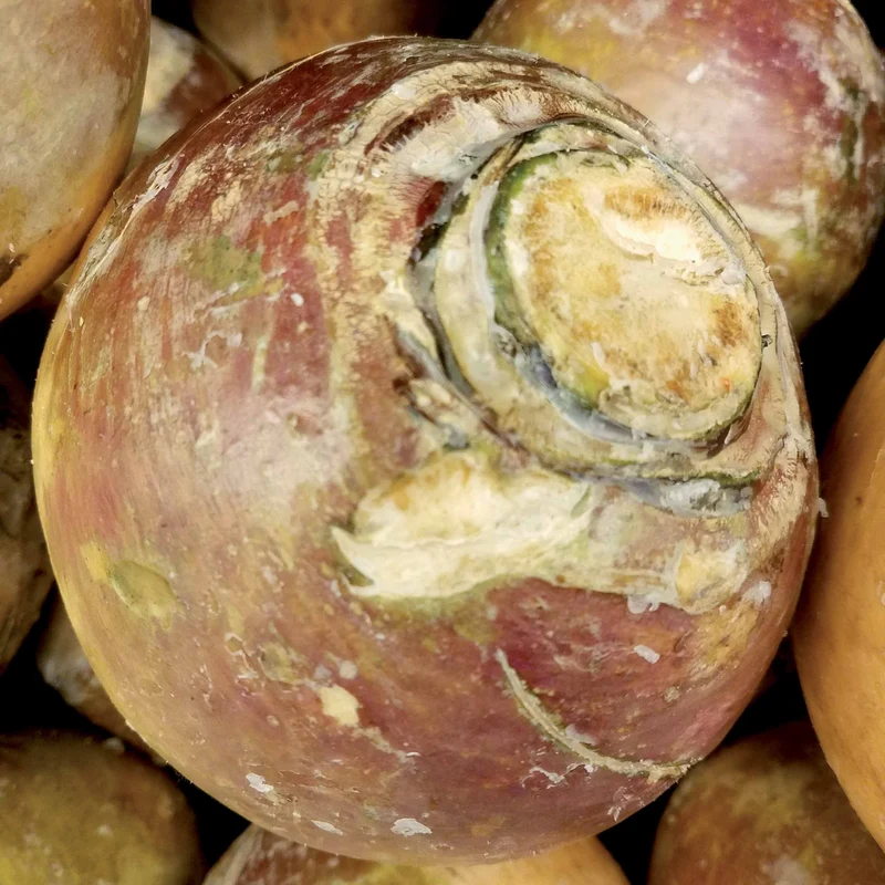 Chou rutabaga Champion jaune à collet rouge