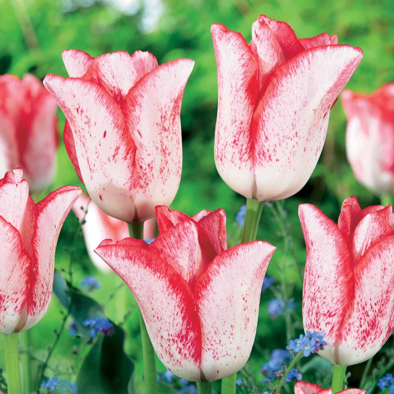 10 Tulipes Beauty trend