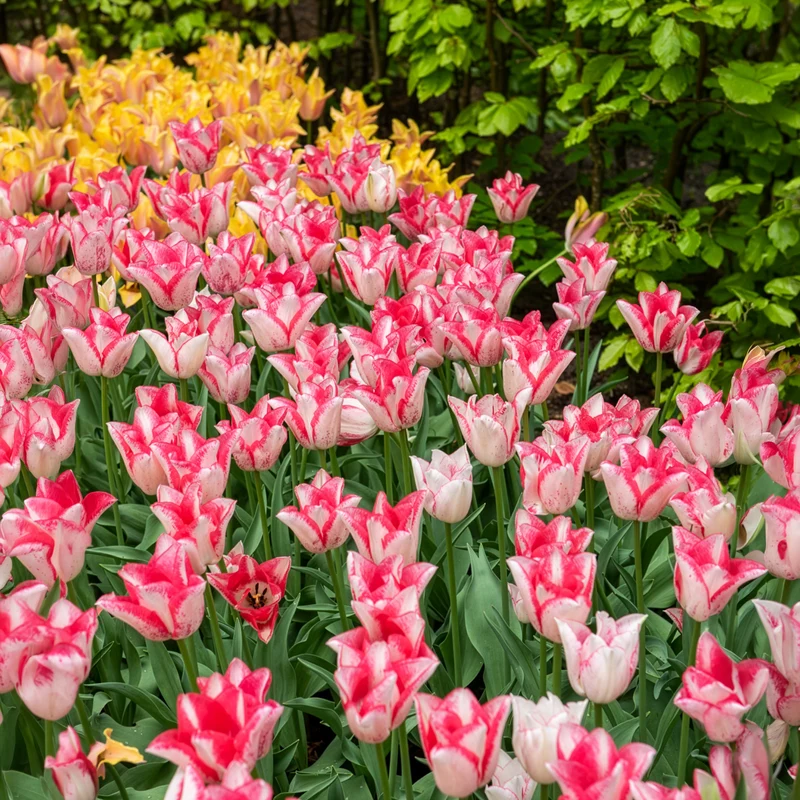 10 Tulipes Beauty trend
