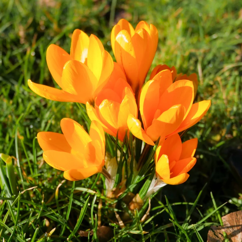 15 Crocus Mammouth jaune
