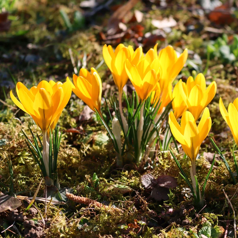 15 Crocus Mammouth jaune