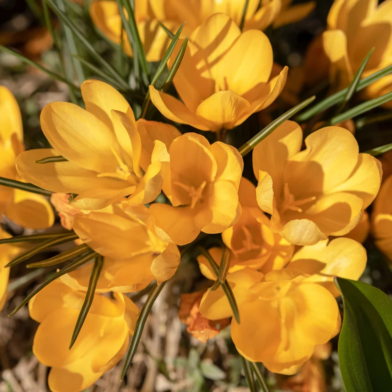 15 Crocus Mammouth jaune