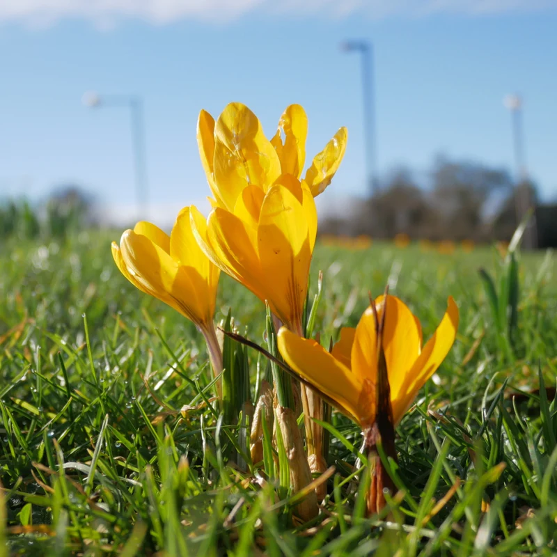 15 Crocus Mammouth jaune