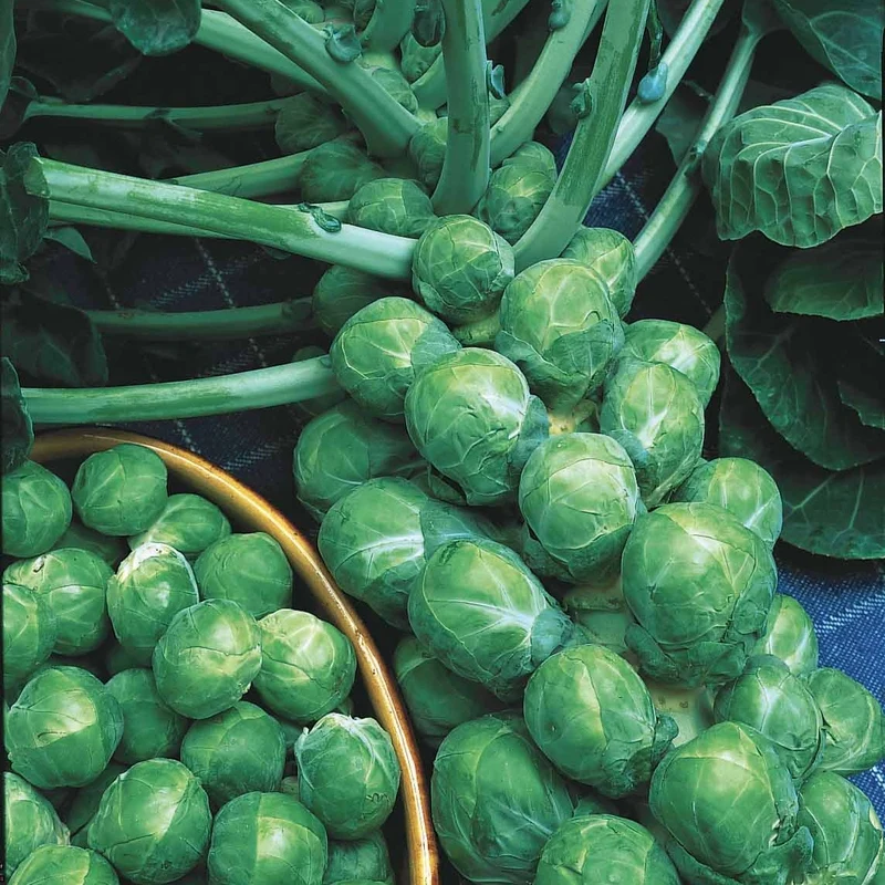 Chou de Bruxelles De Rosny