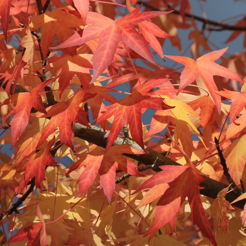 Copalme d'Amérique - Liquidambar