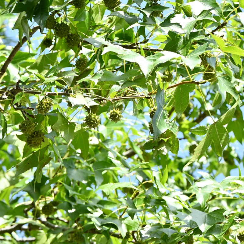 Copalme d'Amérique - Liquidambar