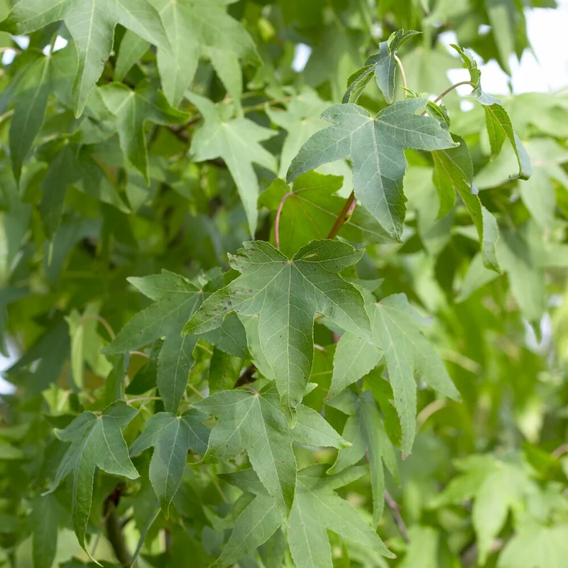 Copalme d'Amérique - Liquidambar
