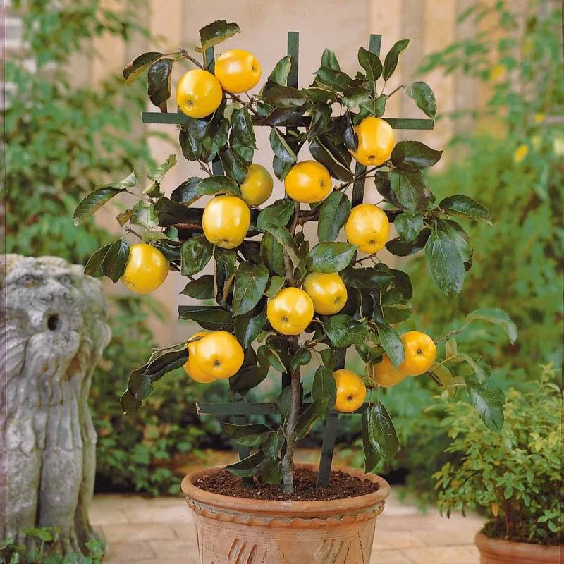 Mini-pommier Golden Delicious